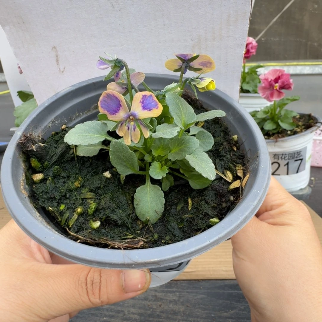 无花朵226号角堇