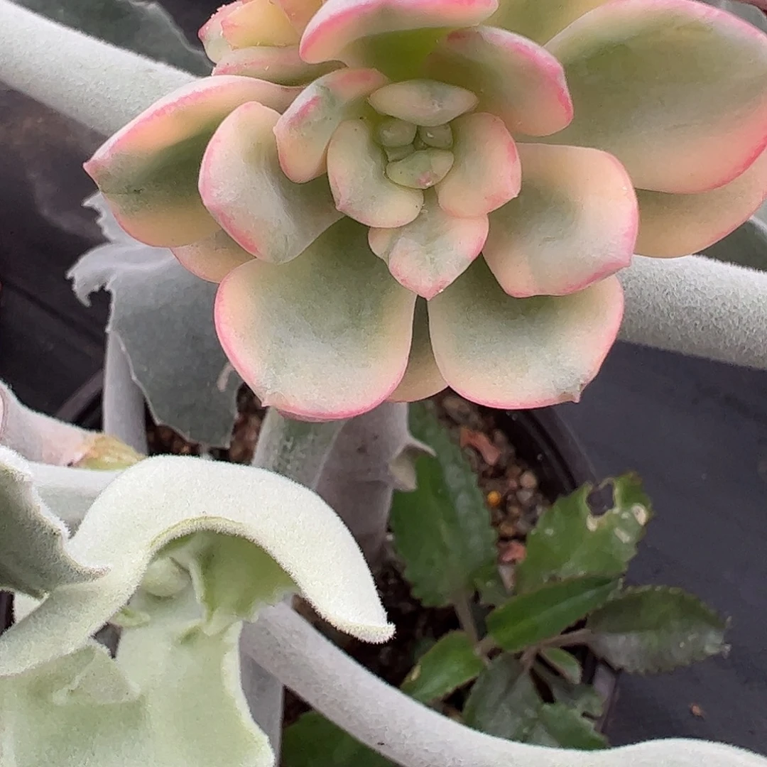 小***吖多肉植物多肉植物