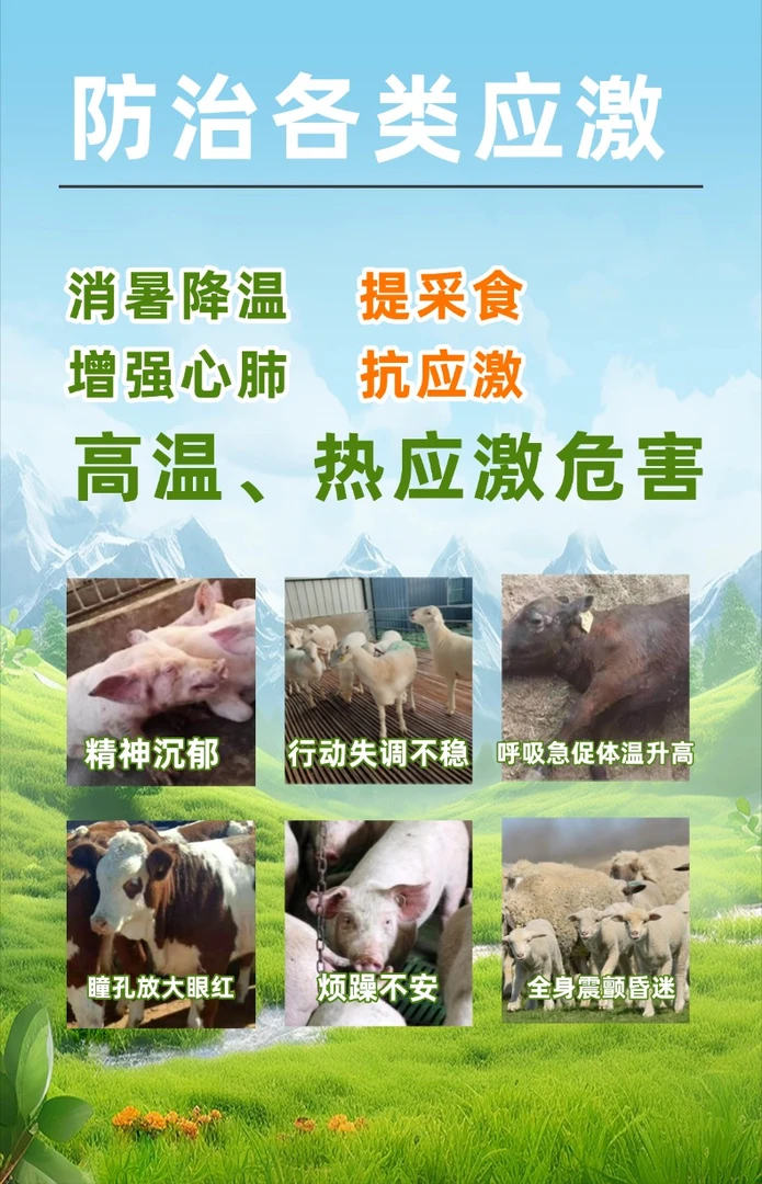 兽用藿香粗提物添加剂解暑除湿提采食增免猪牛羊禽抗应激有效降温