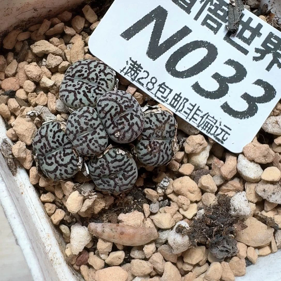 多肉植物的润泽地方