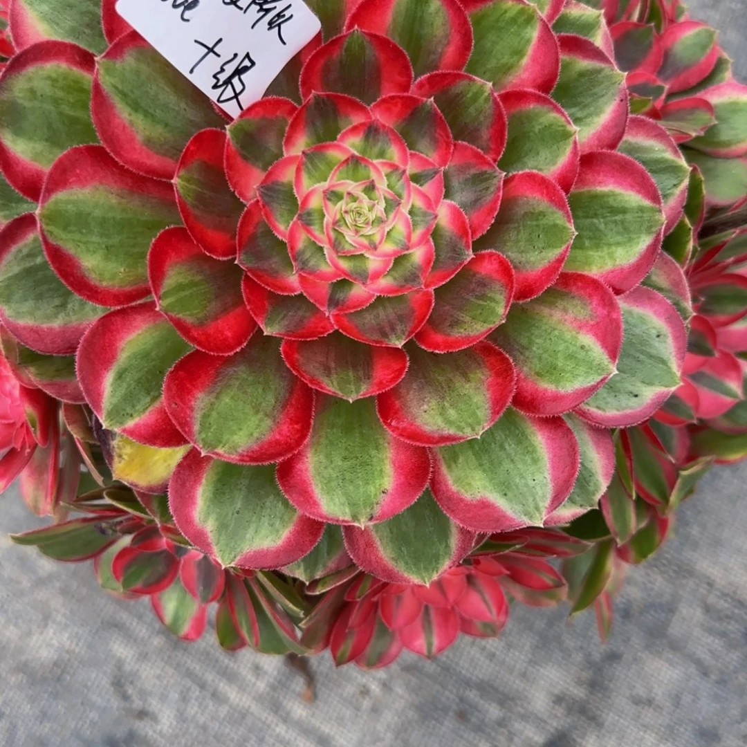 因***E十级灯牌8888888888