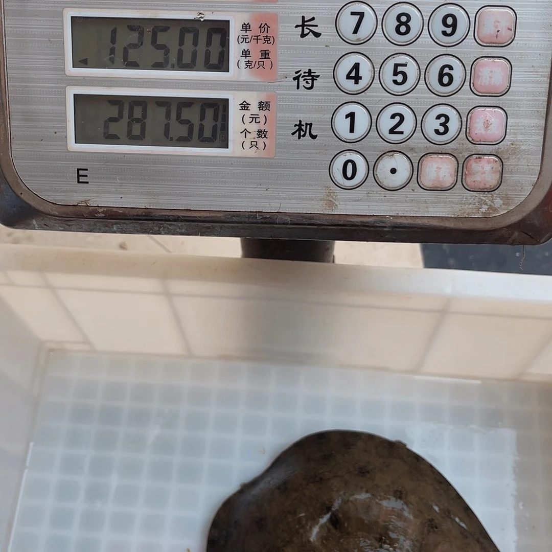 中国大陆野生甲鱼包邮包活