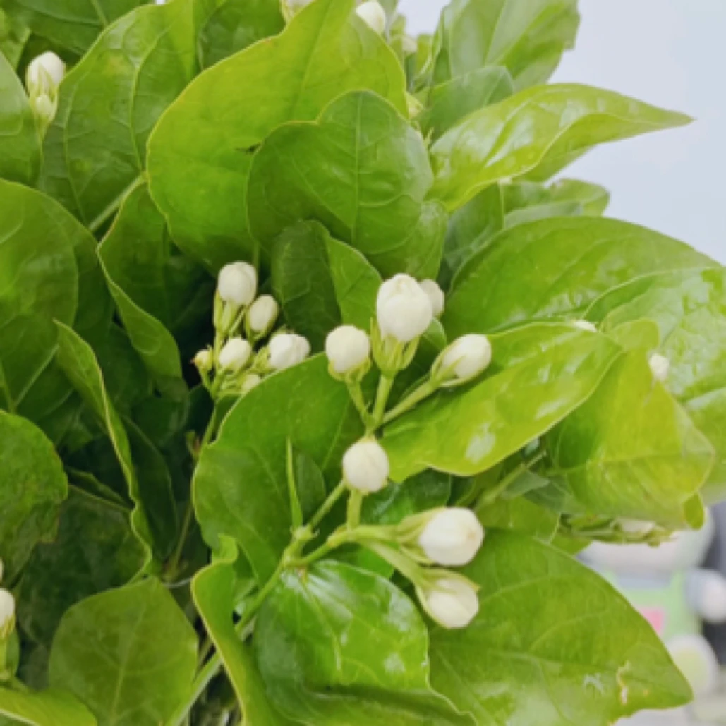 茉莉一把新货花头有大有小容易掉花苞介意勿拍