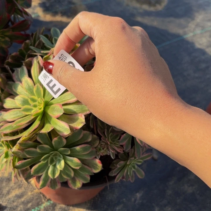 172多肉植物一物一拍