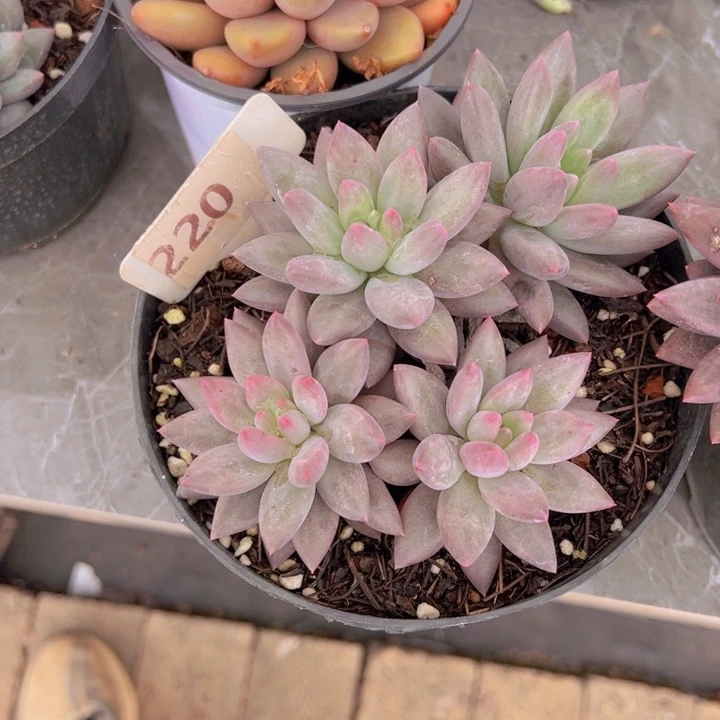 健健康康平平安安