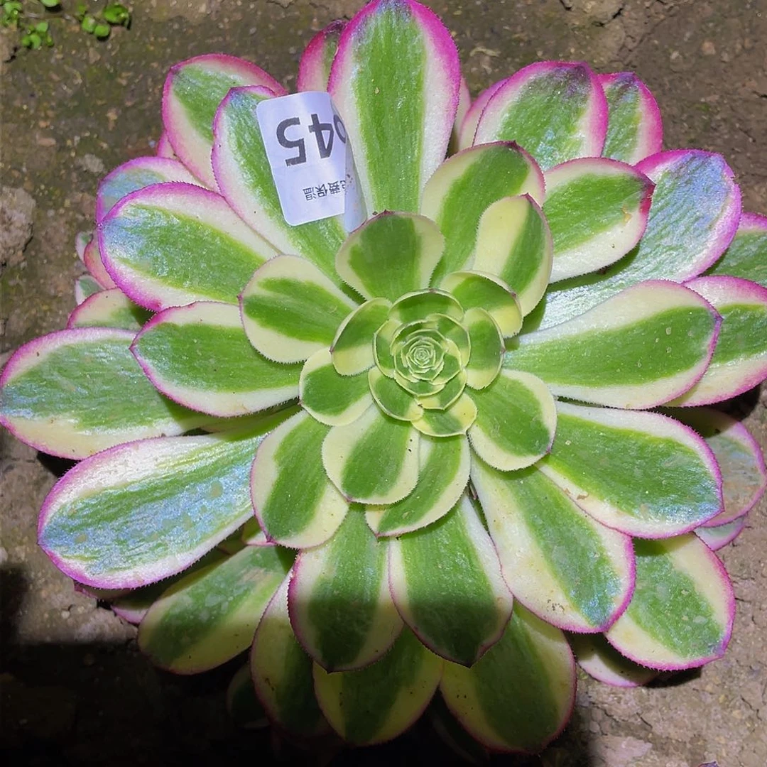 3645粉海王多肉植物
