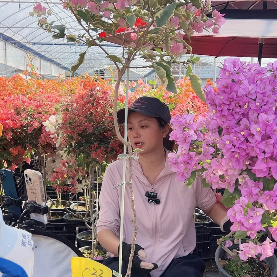 欧***娟大部分花苞少量开放C33蜡染粉