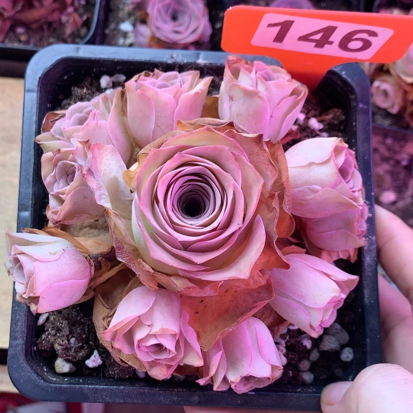 【闪购商品】老桩手捧146