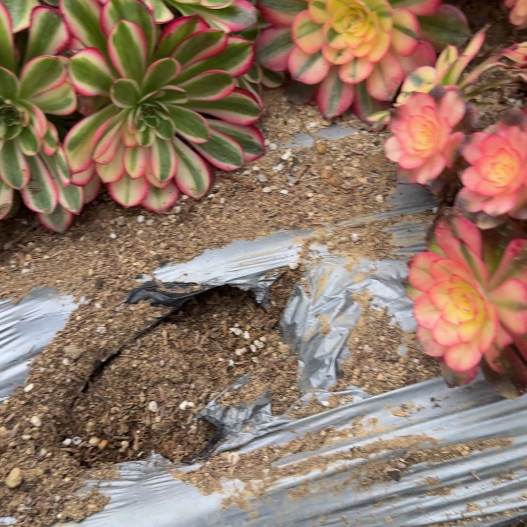 高***️856瑶光。多肉植物