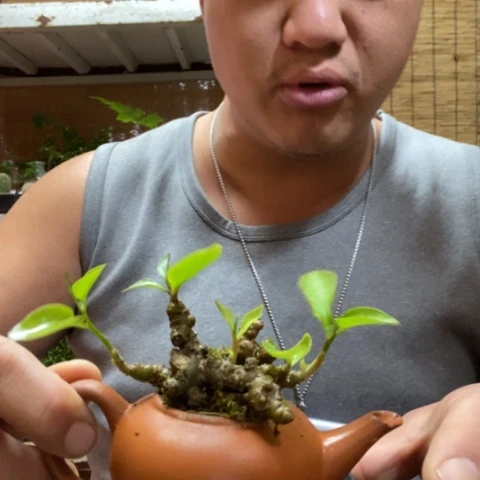 红陶一物一拍所见即所得14