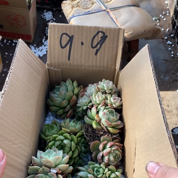 9.9麦秆一箱12346