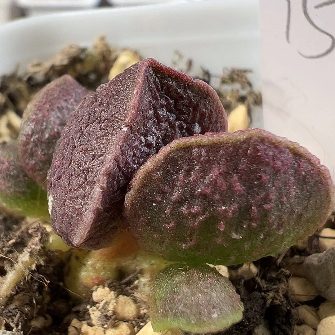 实生新品多肉水泡植物