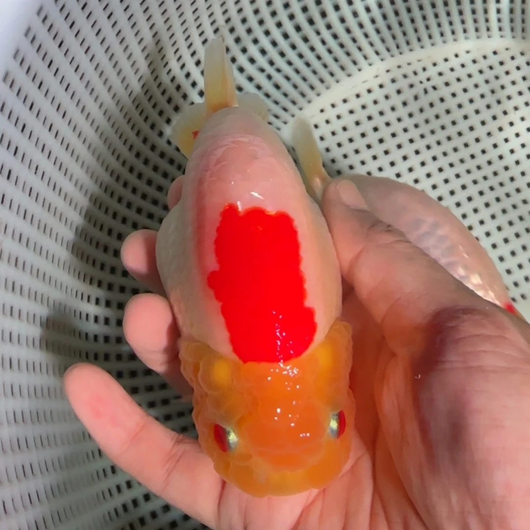 金鱼潘氏精品亚成不包邮