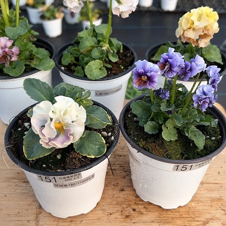 水晶抖音直播闪拍151