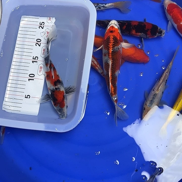 海水鱼锦鲤的尾巴和翅膀