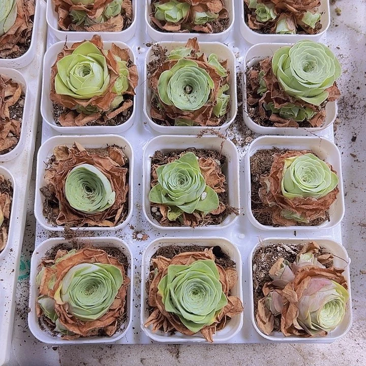 小情书3盆19包邮多肉植物