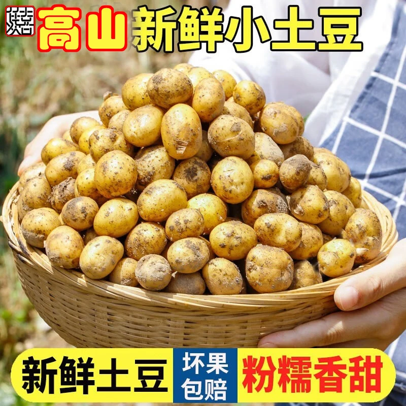 【25年迷你小土豆】现挖农家新鲜黄心土豆应季迷你马铃薯洋芋恩施