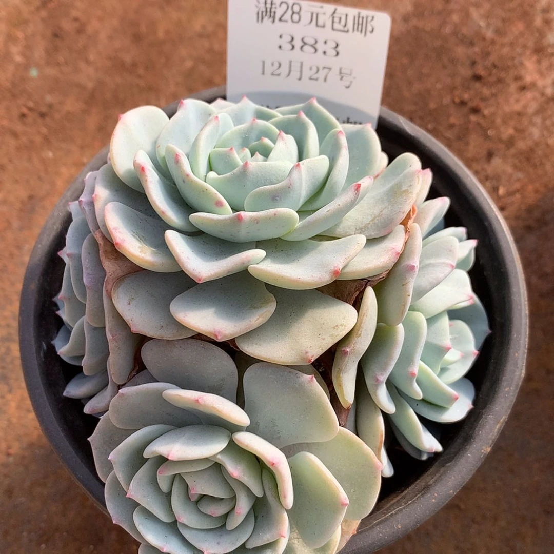 【闪购商品】云383号