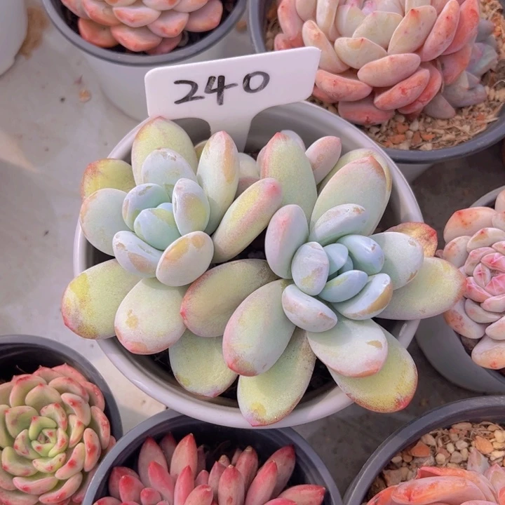 健健康康平平安安