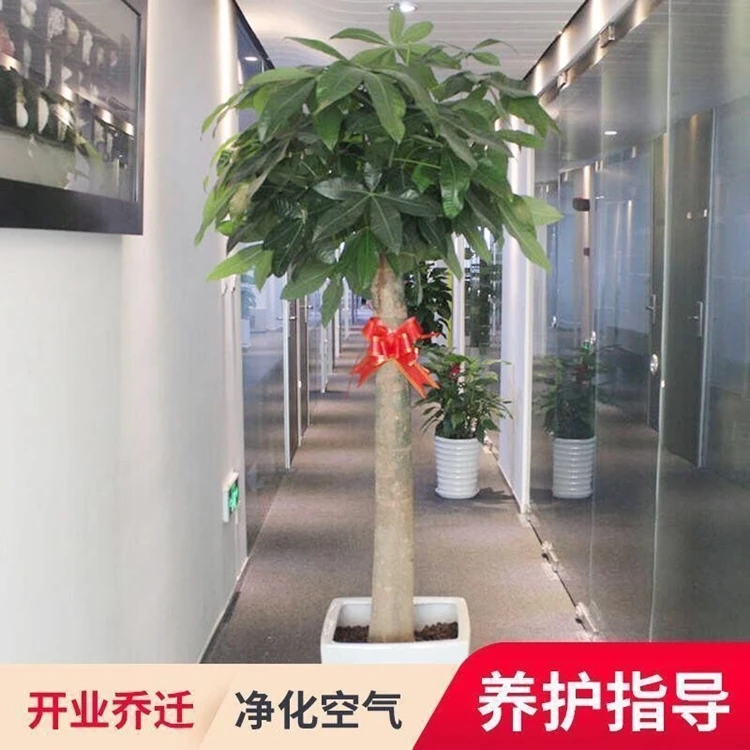 【1.5-1.7米】发财树大型绿植室内办公室盆景开业植物乔迁