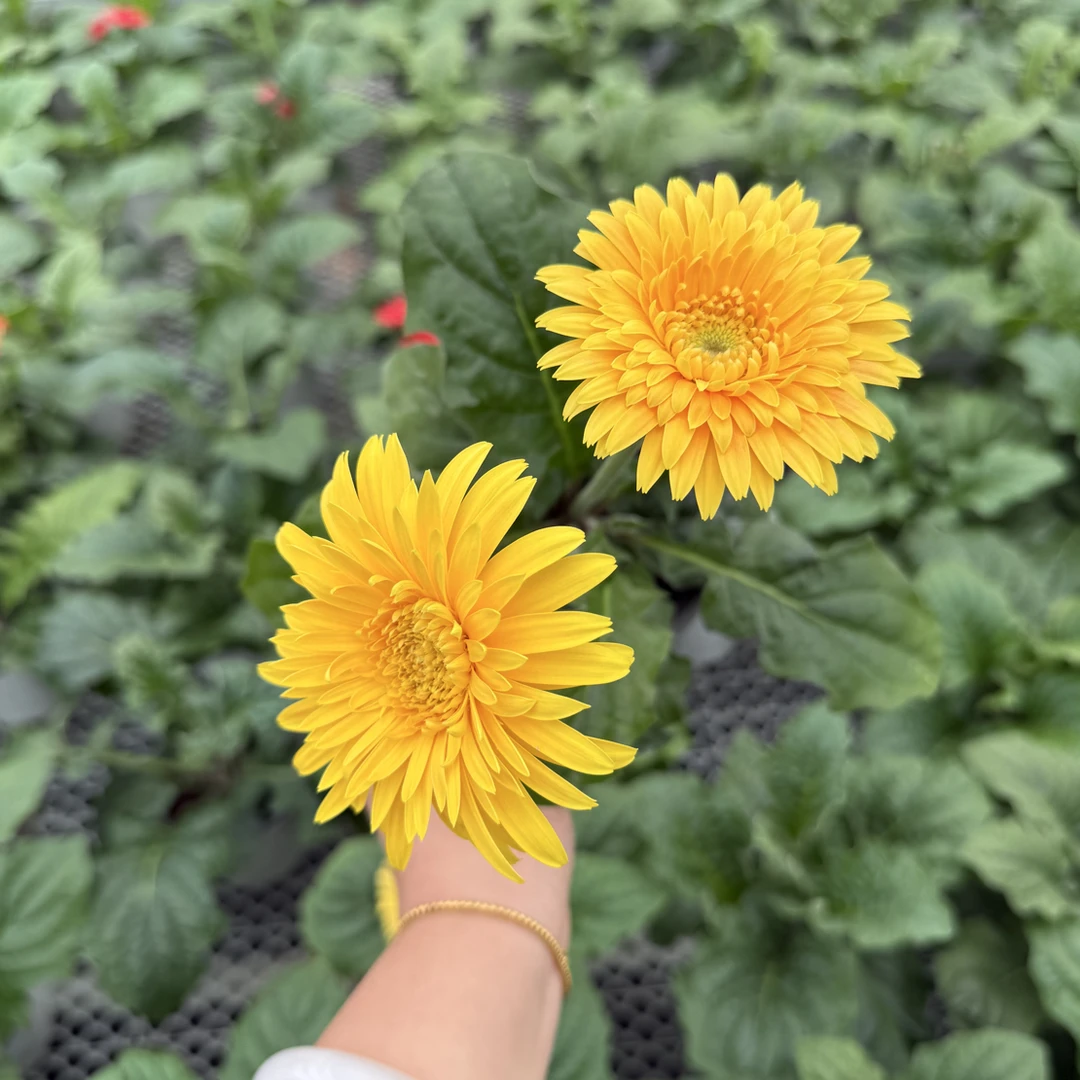 进口矮杆非洲菊【二盆】适合室内、阳台、庭院 颜色随机发～