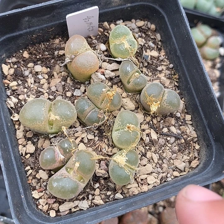 22504风铃样本一盆