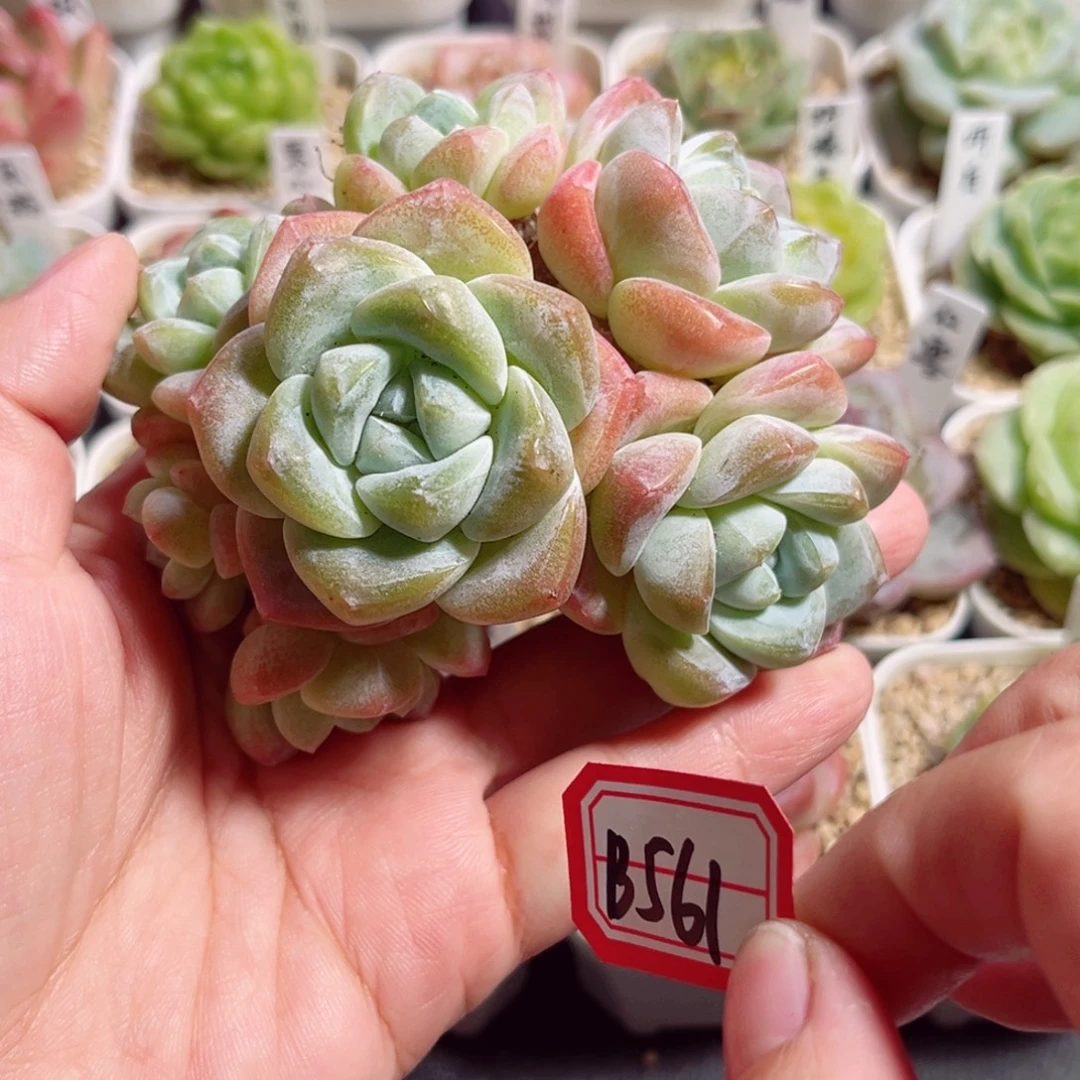 왕***일B561 一物一拍 冰玉2