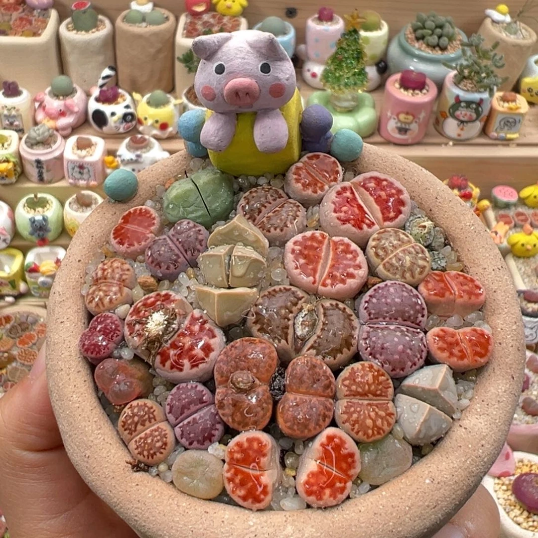 多肉植物107号彩色