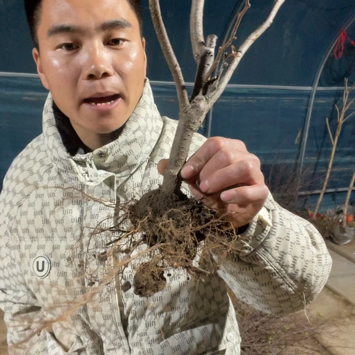 大花彩玉海棠花一颗