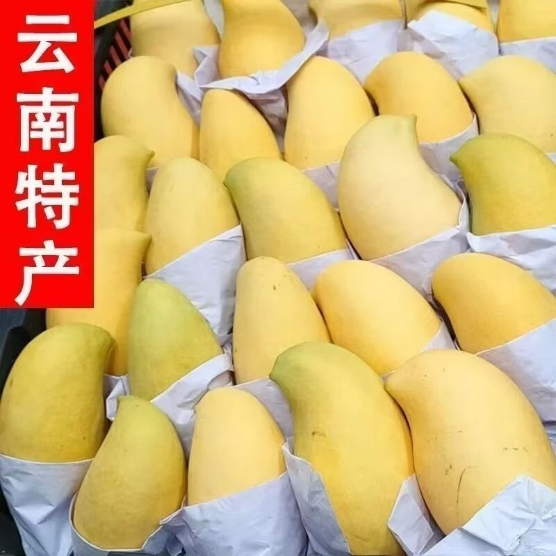 云南小金凤凰芒果云南景东晚熟芒果花斑果当季水果香甜多汁新鲜芒
