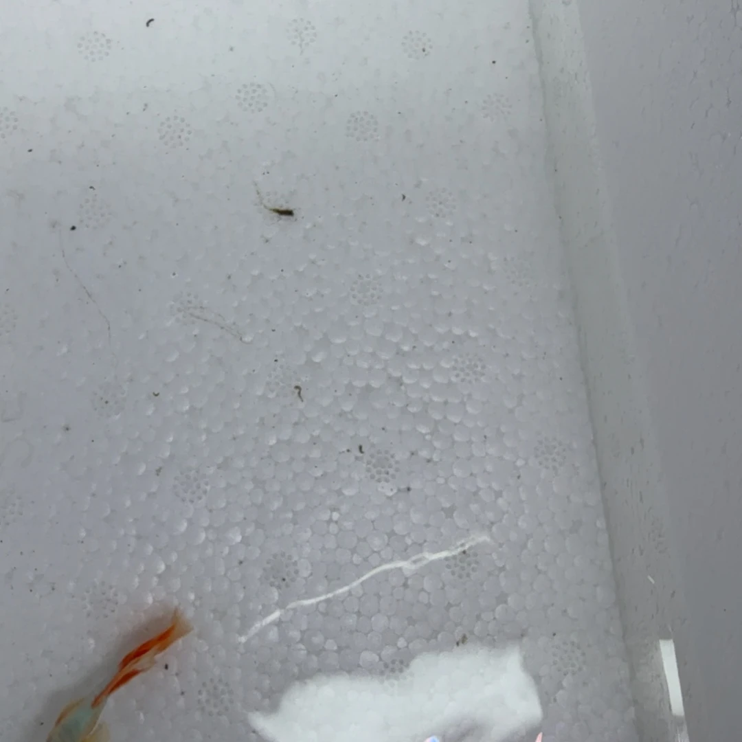 孔雀鱼圣诞一对孔雀鱼