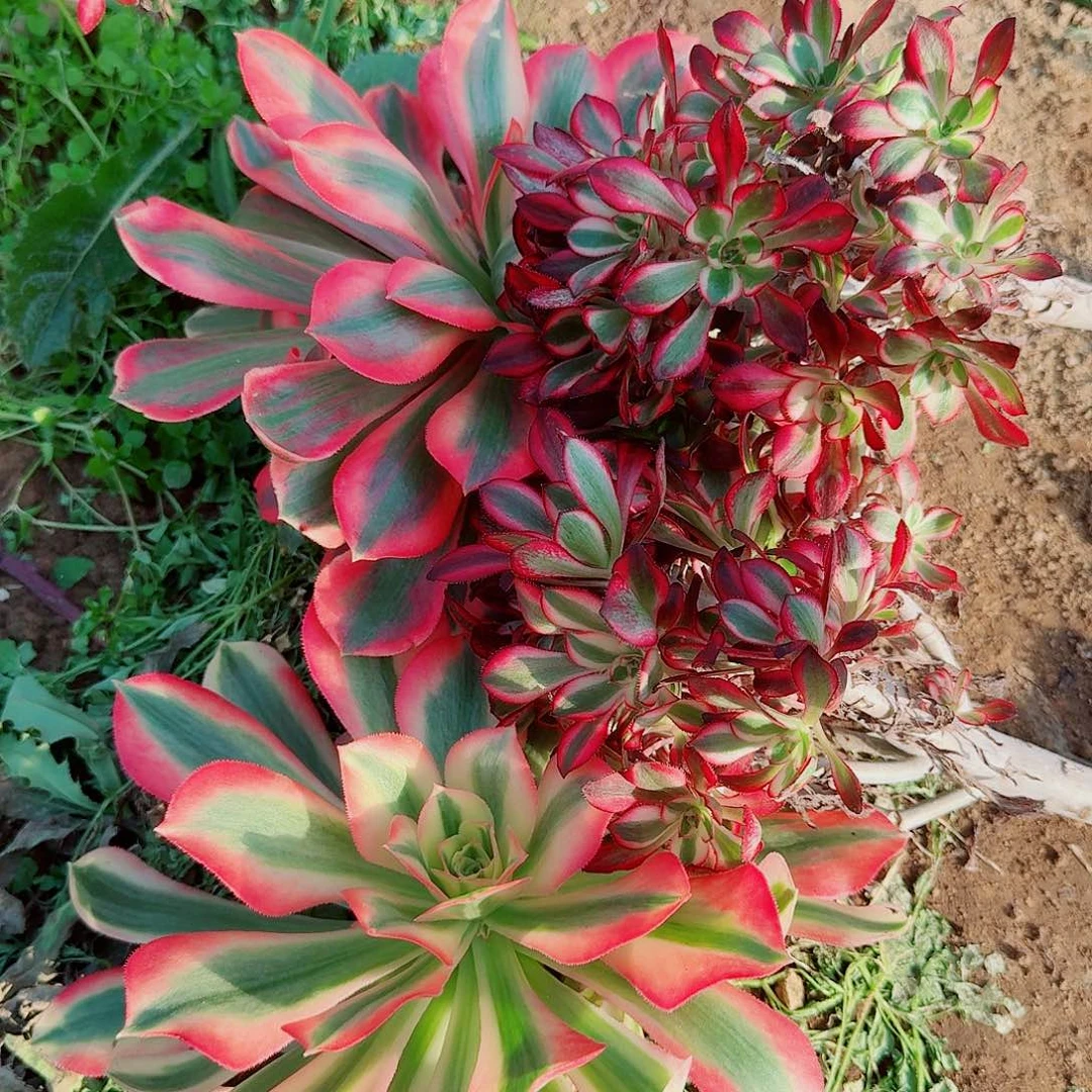 两个主头砍头加两个香奈儿朵朵