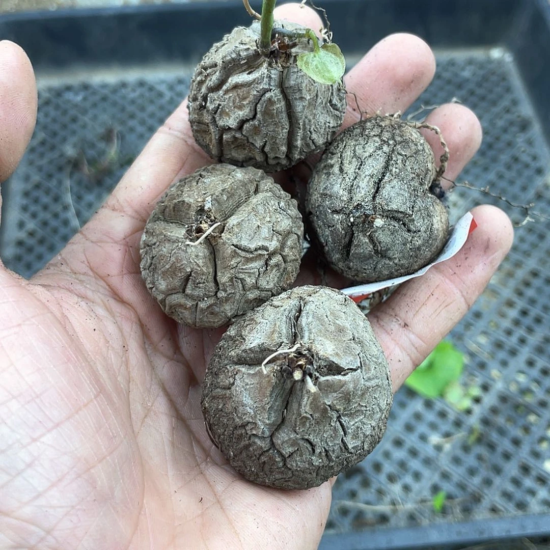 龟甲龙一物一拍1759号4颗