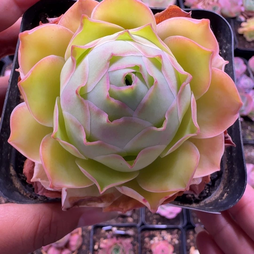 喝***姐L257半城玫瑰发给他