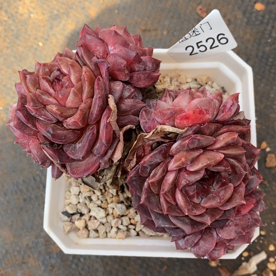 用****4杂交精品多肉2526