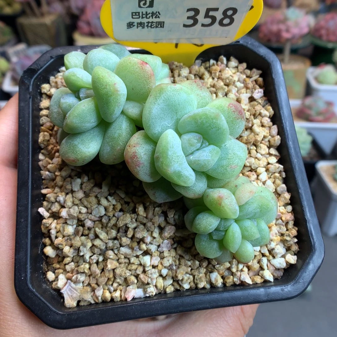 ?****P358冰玉石化多肉植物