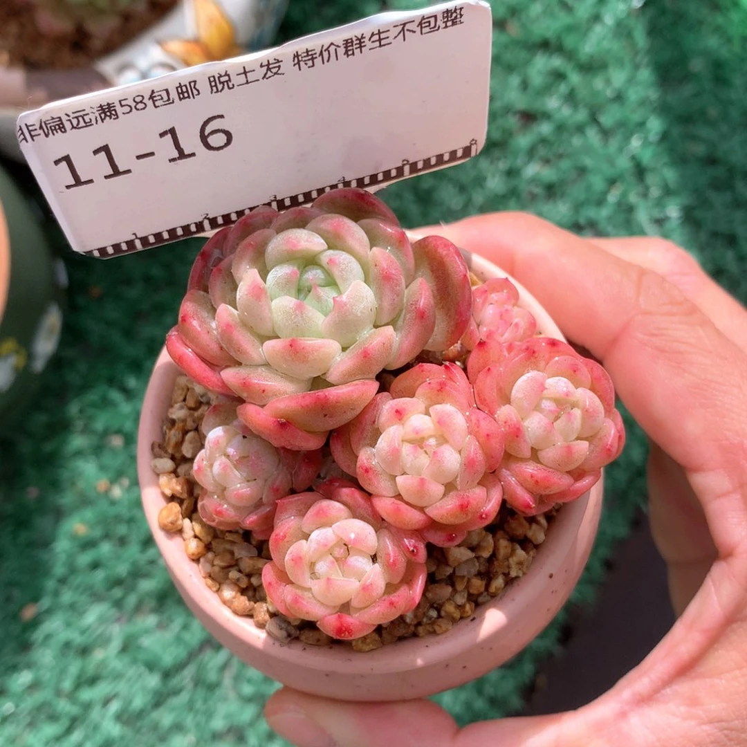 珍妮自然群精品多肉孤品