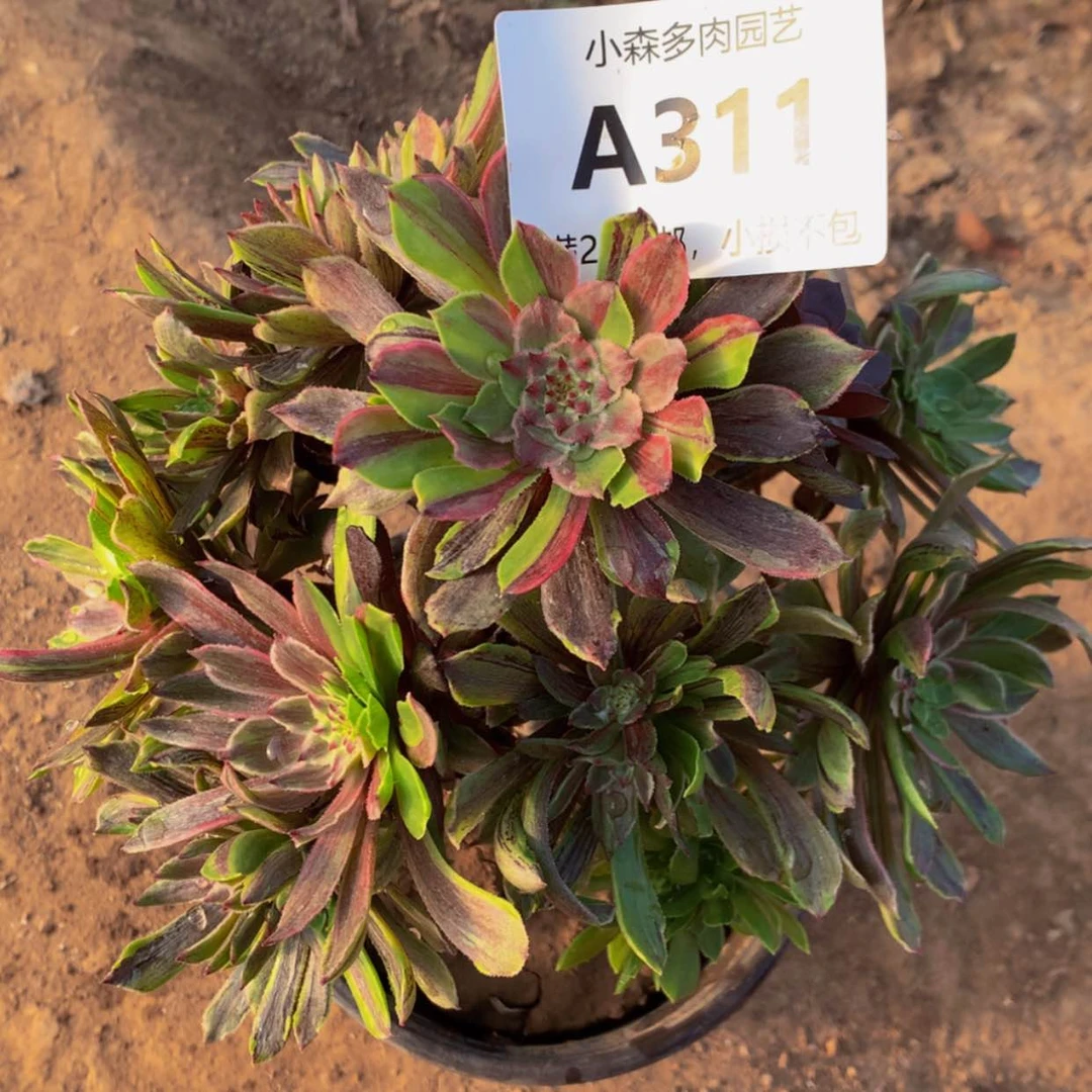 【闪购商品】五**己311花脸多肉