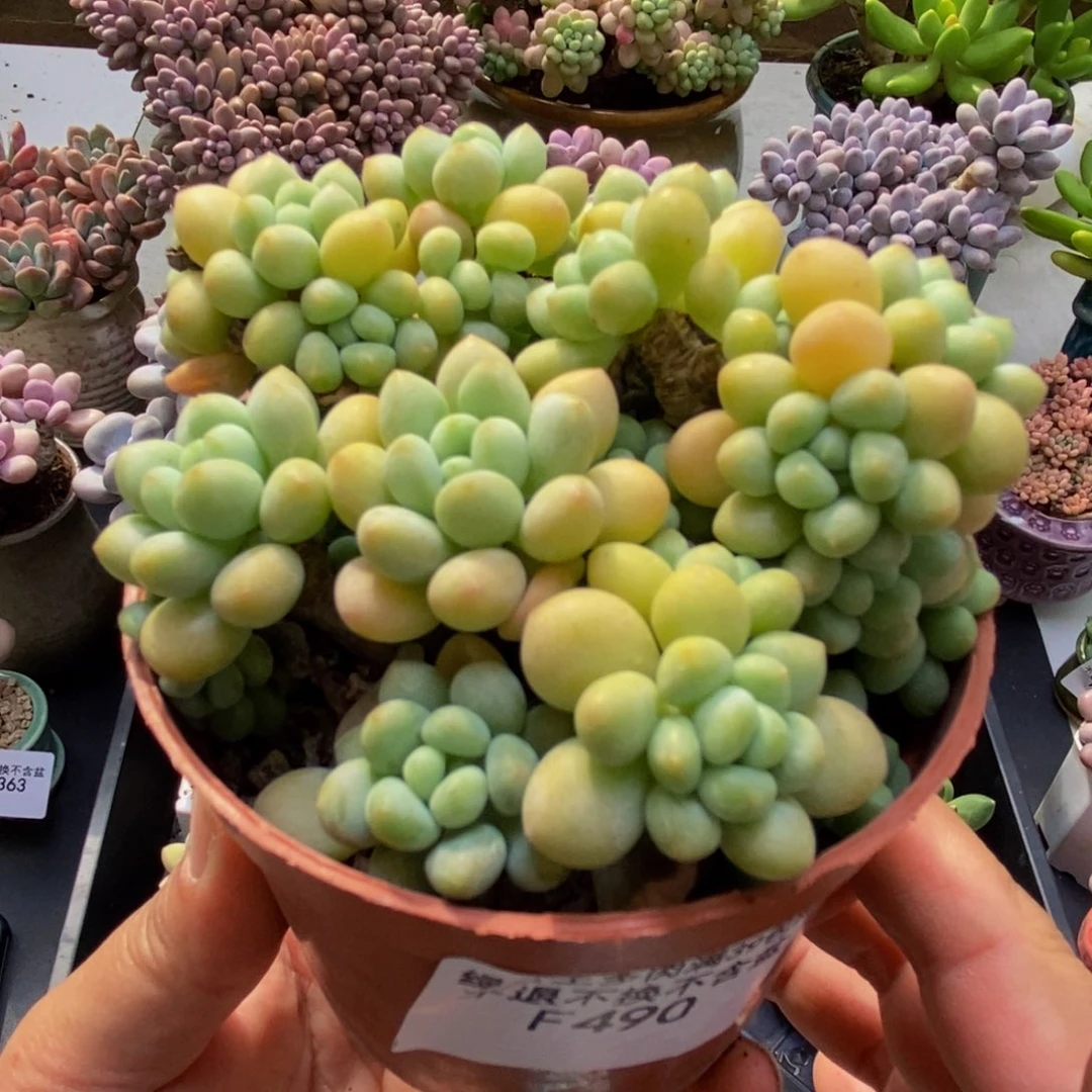 490洛可可树7cm多肉