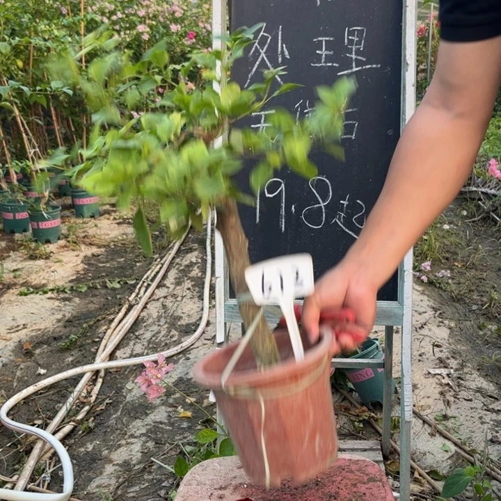 无花朵三角梅三角梅613