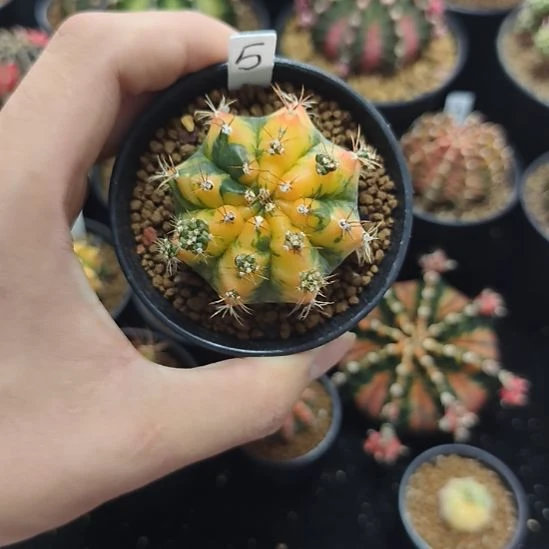 黄水晶侧芽自根带盆土发货