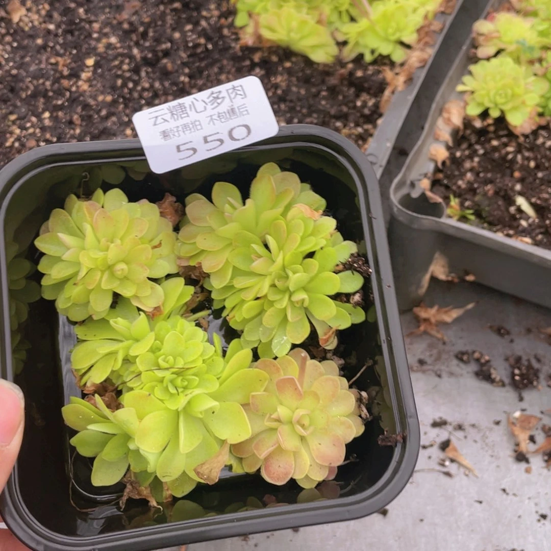云糖心多肉植物550