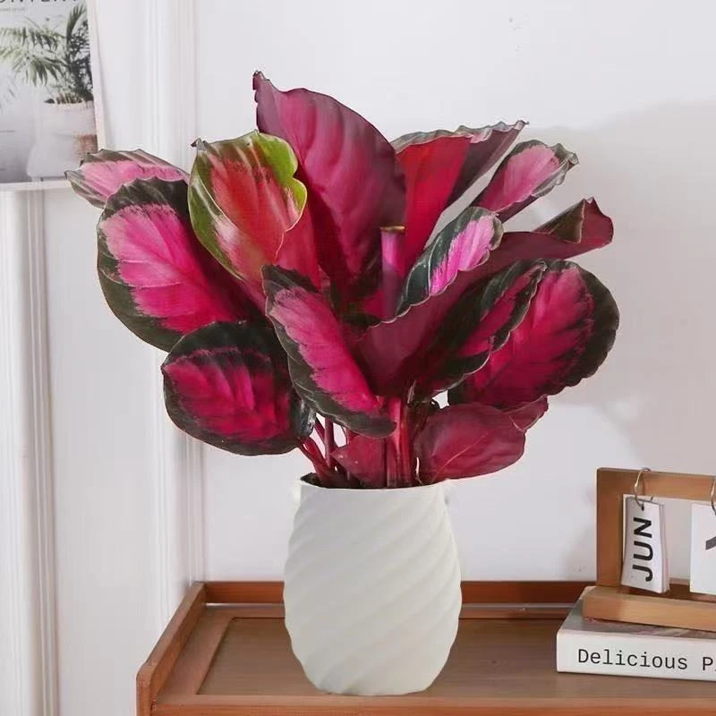 ROULUO幸运女神红玫瑰竹芋室内耐阴盆栽净化空气好养观叶植物