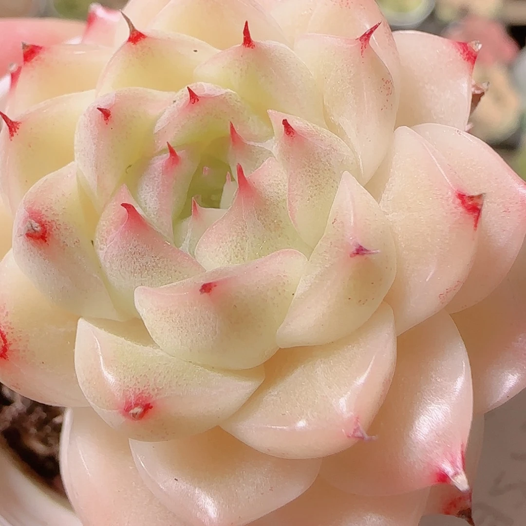 花语逸镜1127-335