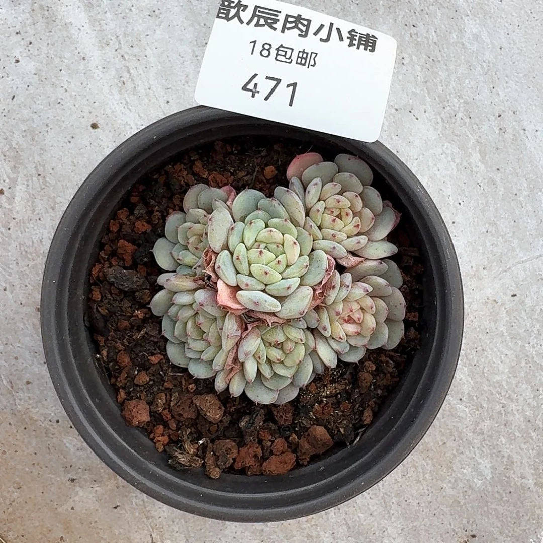 烟***川多肉植物白胖子群471