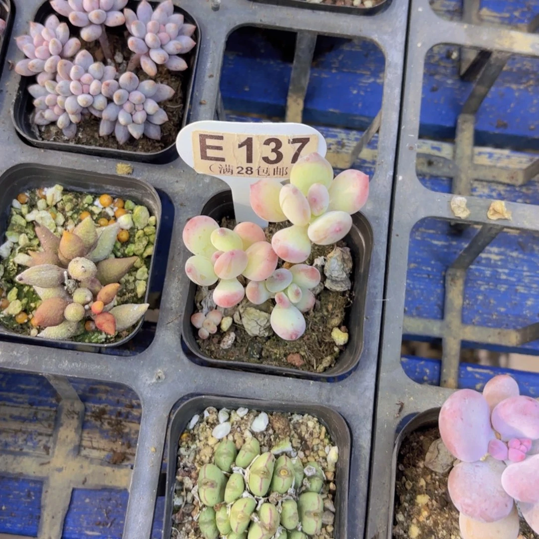 E137苹果奶一物一拍