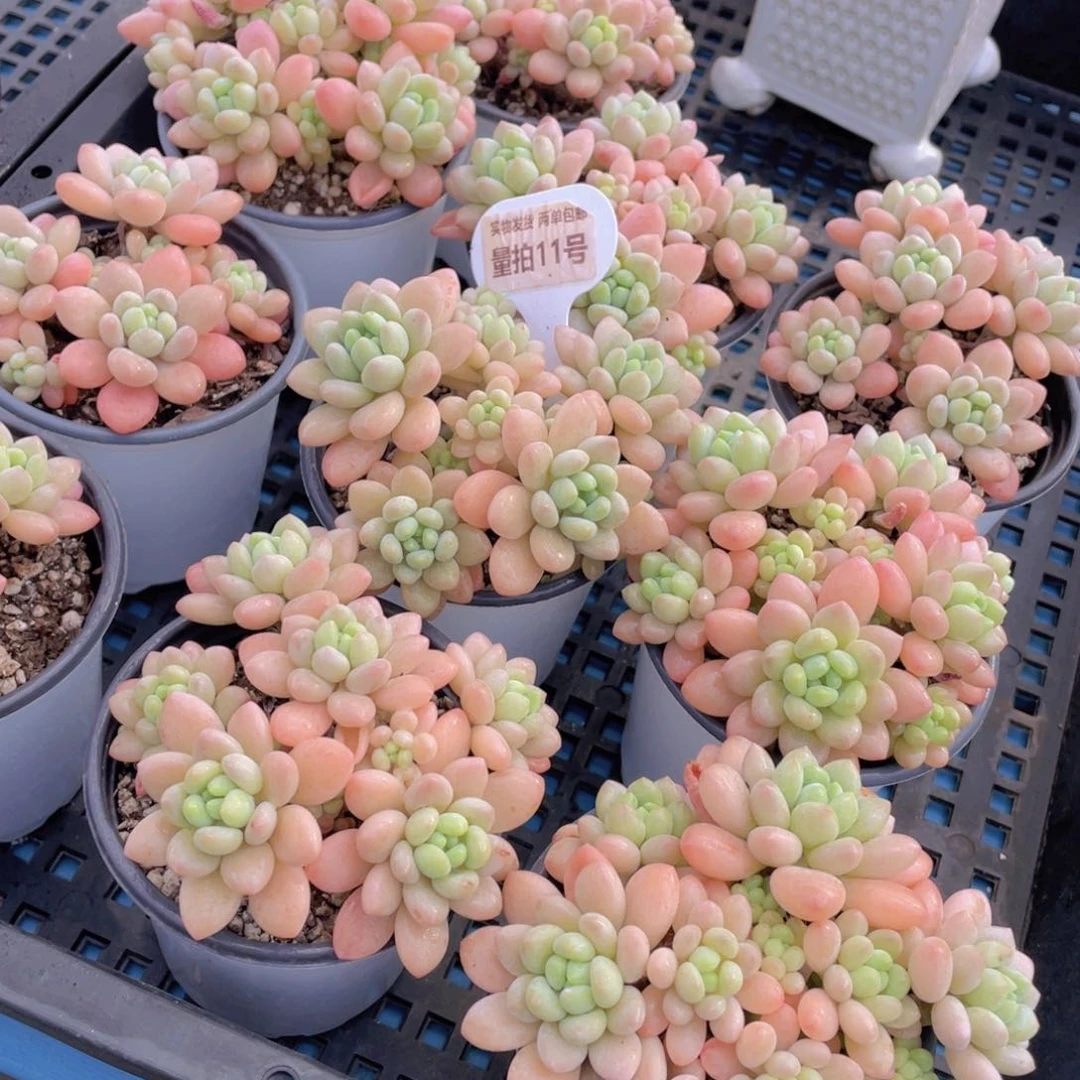 量拍11号鱼子酱多头老桩大群生一个