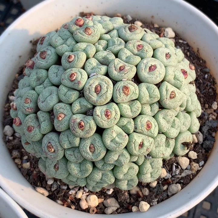 精品多肉植物精品超级大群