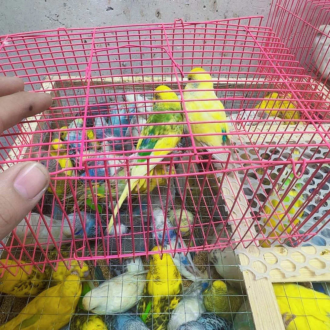 卓***生虎皮鹦鹉屁股有伤