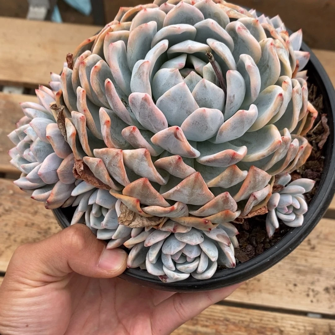 橙子多肉植物8969